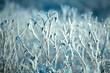 Hoarfrost on branches of bushes
