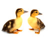 Ducks on white background