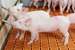 young drinking piglet at pig farm