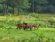 Group of  horses in field at morning