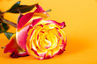 Orange Rose liegend
