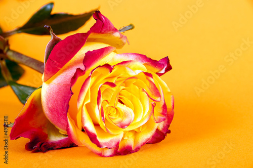 Photo: Orange Rose liegend Orange Rose liegend
