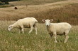 Photo: two sheared sheep grazing two sheared sheep grazing