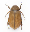 Holotrichia diomphalia Bates