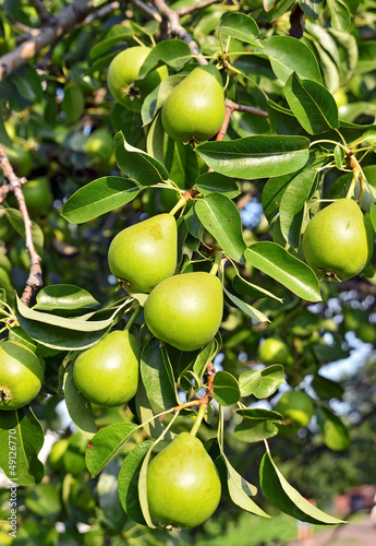 Photo: Green pear on the branch of the tree Green pear on the branch of the tree