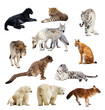 Photo: Set of images of predators Set of images of predators
