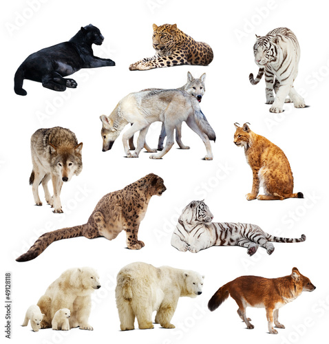 Photo: Set of images of predators Set of images of predators