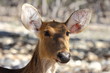 Waterbuck Doe