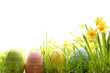 Easter eggs on green grass