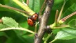 Coccinelles
