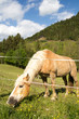 Pferd auf Alm / Schladming