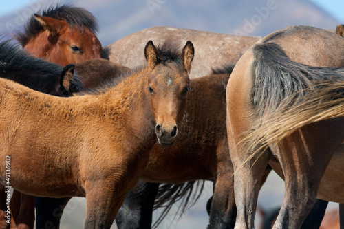 Photo: herd of horses herd of horses