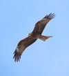  black kite