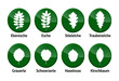 Laubblätter Buttons Vektor