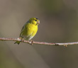 Siskin