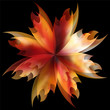 Rose Petal Fire Flaming Flower Rose Petal Fire Flaming Flower