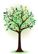tree with green leaves. Spring tree. summer tree