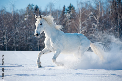 Photo: free white horse on winter background free white horse on winter background