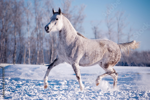 Photo: free white horse on winter background free white horse on winter background