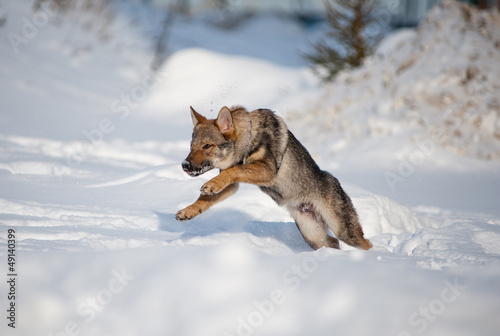 Photo: czechoslovakian wolfdog puppy czechoslovakian wolfdog puppy