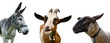 Farm animals