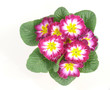 Frühlingsgruß_Primelblume, freigestellt