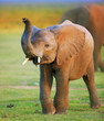 Baby elephant
