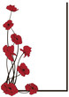 poppies