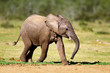 Baby elephant