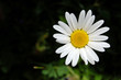 Leucanthemum vulgare
