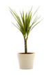 Indoor plants