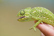 Photo: Caméléon Caméléon