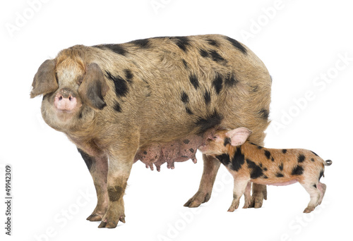 Photo: Oxford Sandy and Black piglet, 9 weeks old, suckling sow Oxford Sandy and Black piglet, 9 weeks old, suckling sow