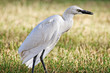 Photo: Oiseau blanc Oiseau blanc