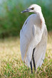 Photo: Oiseau blanc Oiseau blanc