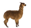 Side View Of An Alpaca Against...