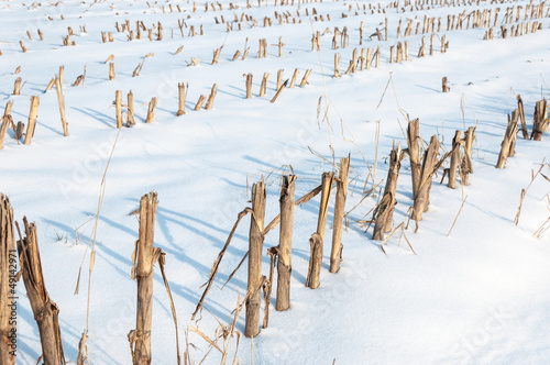 Photo: Closeup of maize stubbles in snow Closeup of maize stubbles in snow