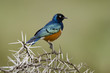 Choucador superbe, Spréo superbe, Lamprotornis superbus, Afrique
