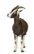 Toggenburg goat looking left