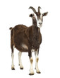 Toggenburg goat looking away