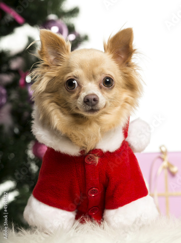 Photo: Chihuahua sitting and wearing a Christmas suit Chihuahua sitting and wearing a Christmas suit