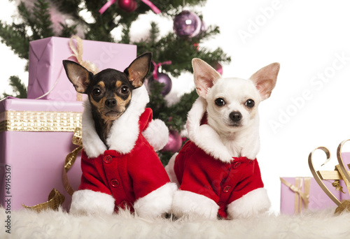 Photo: Chihuahua sitting and wearing a Christmas suit Chihuahua sitting and wearing a Christmas suit