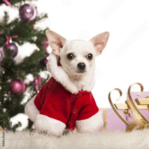 Photo: Chihuahua sitting and wearing a Christmas suit Chihuahua sitting and wearing a Christmas suit