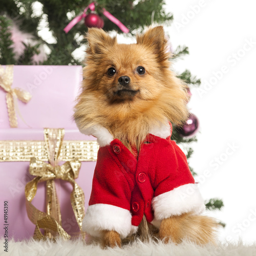 Photo: Chihuahua sitting and wearing a Christmas suit Chihuahua sitting and wearing a Christmas suit
