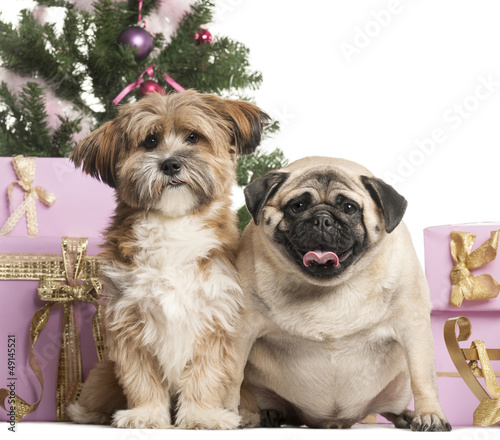 Photo: French Bulldog and crossbreed sitting French Bulldog and crossbreed sitting