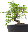 Japanische Ulme Bonsai