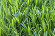 Grasgrün © Matthias Buehner