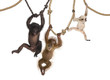 Young Orangutan, young Pileated Gibbon and young Bonobo