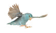 Pacific Parrotlet, Forpus coelestis, flying