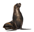 California Sea Lion, 17 years old, looking up